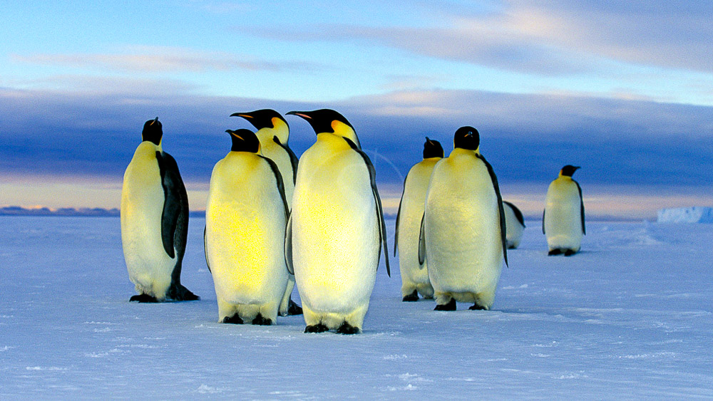 Croisière en Mer de Weddell, Antarctique © Oceanwide Kubny Heiner