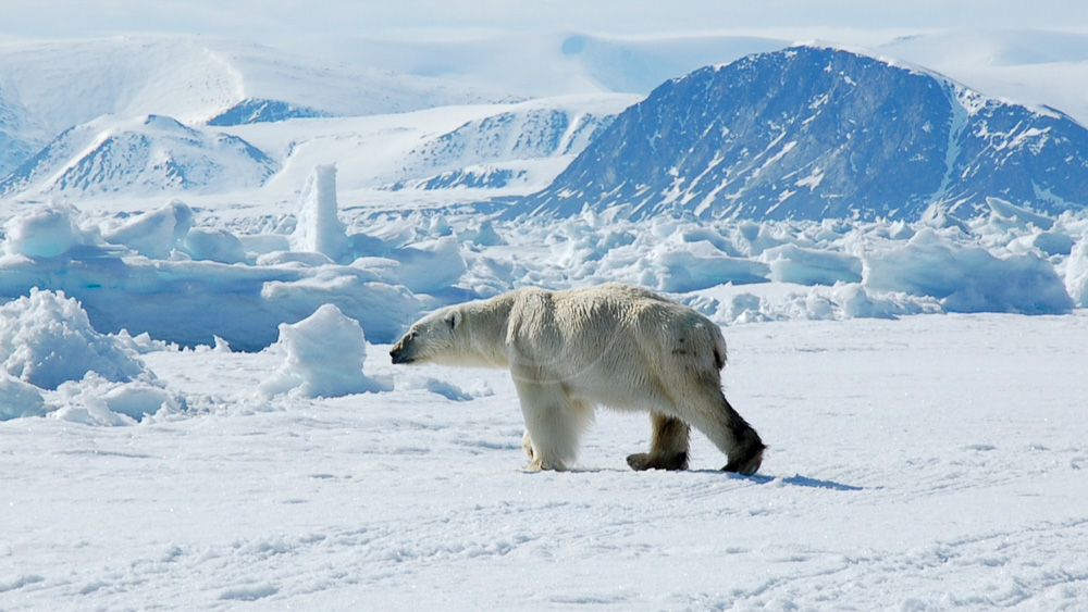 Expédition en Terre de Baffin, Canada © AK - tous droits réservés