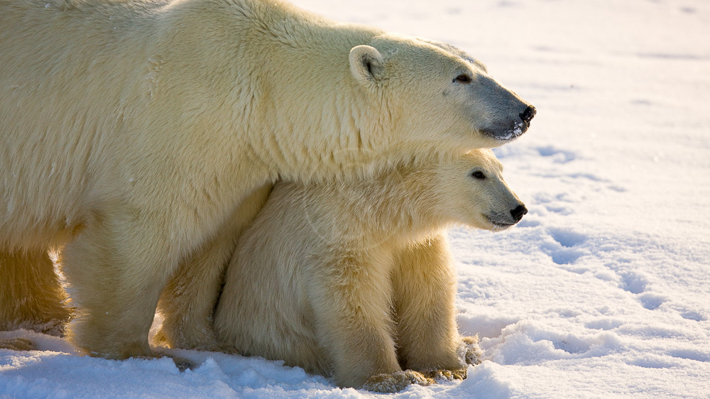 Nanuk Polar Bear Lodge, Canada © Churchill Wild