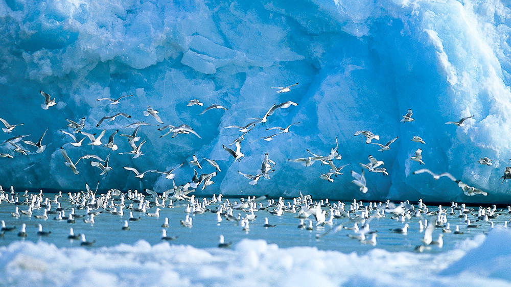 Mouettes tridactyles, Spitzberg © Paul Goldstein