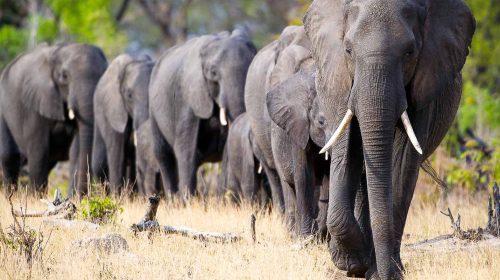 Voyage sur mesure au Zimbabwe dans le parc de Hwange avec Wilderness Safaris, par Etendues Sauvages