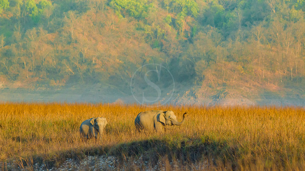 Parc de Corbett, Inde © Shutterstock