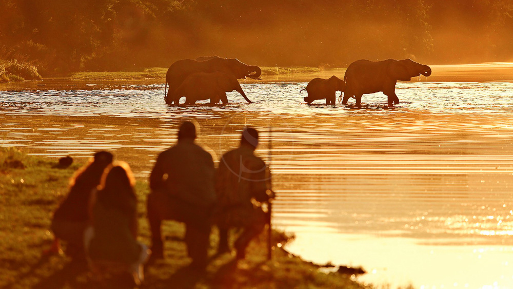 Chongwe River Camp, Zambie © Burrard-Lucas