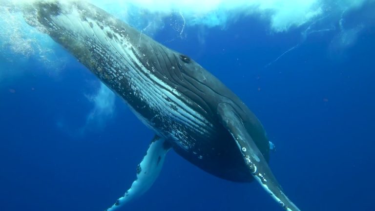 The Song of Whales