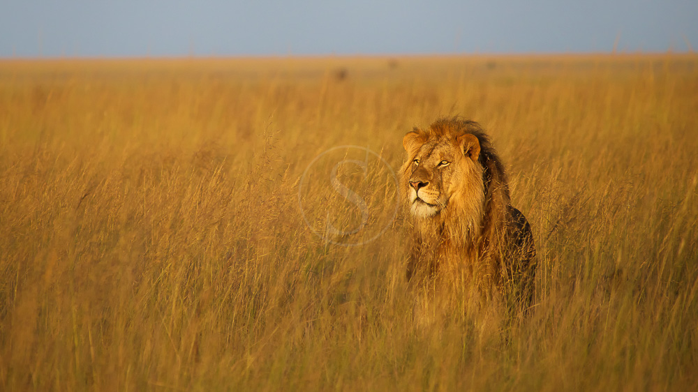 Safaris à Liuwa Plains, Zambie © Time and Tide Will Burrard
