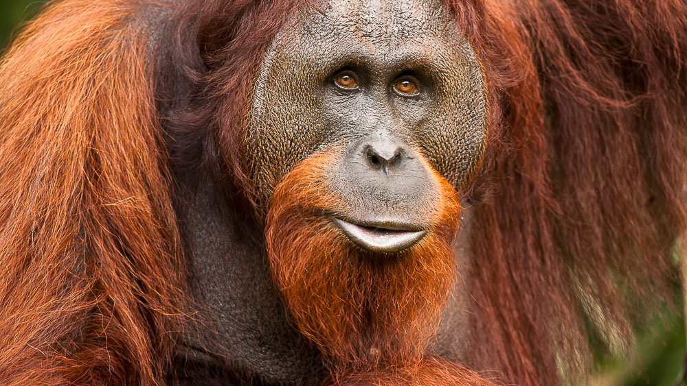 Orang Outan
