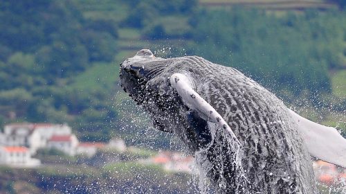 Voyage aux Açores pour voir les baleines