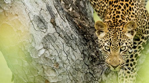 Voir les léopards en Afrique © Singita Boulders