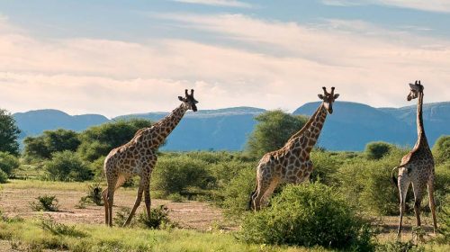 Safari en Afrique © More Properties