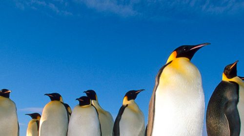 Croisière de luxe en Antarctique