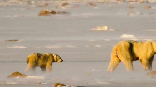 Voyage dans le grand nord du Canada