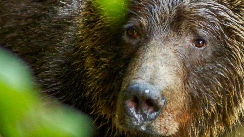 Great Bear Lodge, Canada © Tom Rivest - GBL