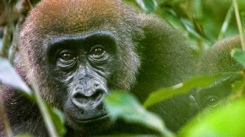Voir les gorilles des plaines au Congo
