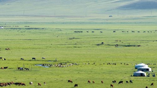 Voyage sur mesure en Mongolie