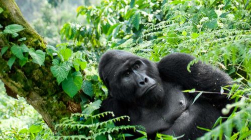 Voir les gorilles en Ouganda
