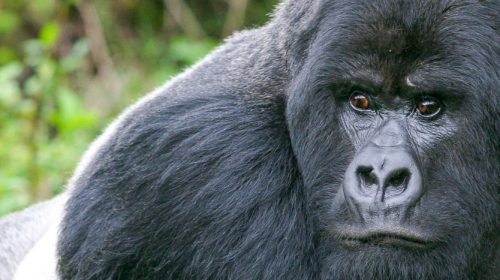 Voyage de luxe au Rwanda