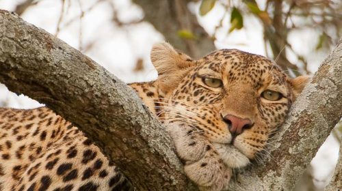 Safari de luxe en Tanzanie