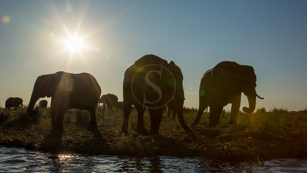 Safari at Chobe, Botswana