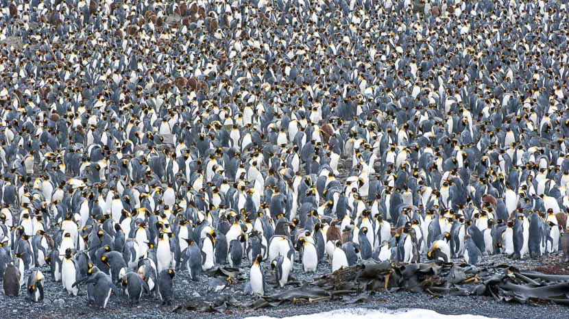 Mer de Ross, Antarctique © Oceanwide