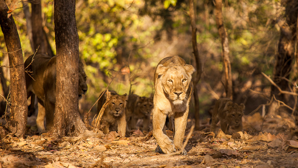 Parc national de Gir, Inde