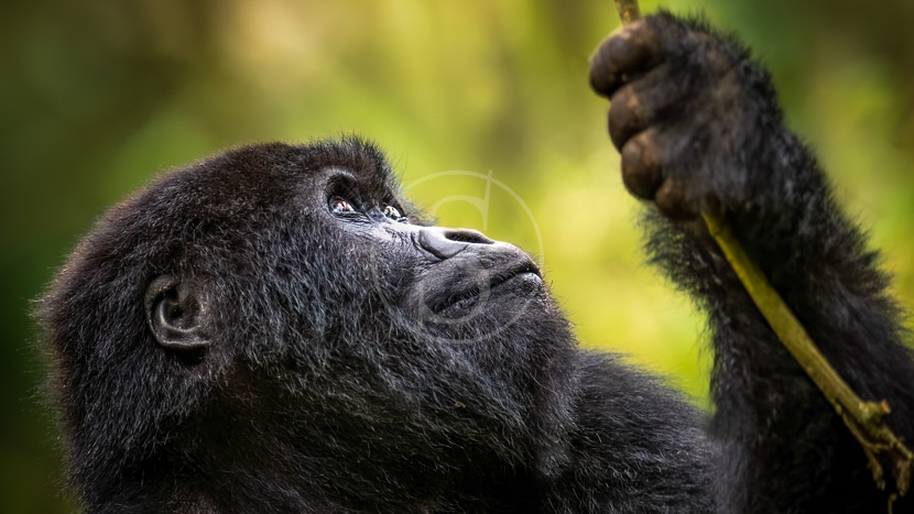 Singita Kwitonda Lodge, Rwanda © Singita Collection