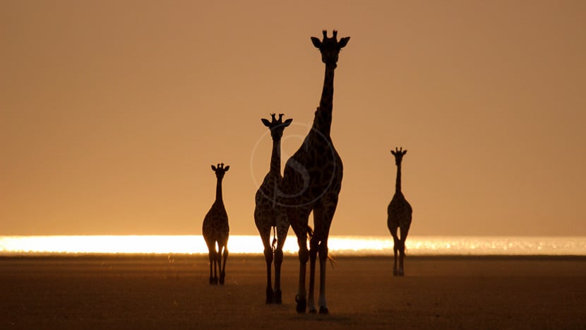 Chem Chem Lodge Tarangire, Tanzanie © Chem Chem