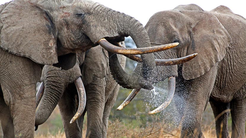 Ol Donyo Lodge, Kenya © Great Plains Conservation