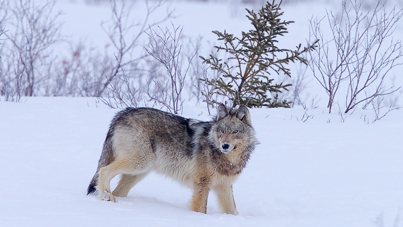 Nanuk Polar Bear Lodge, Canada © Churchill Wild