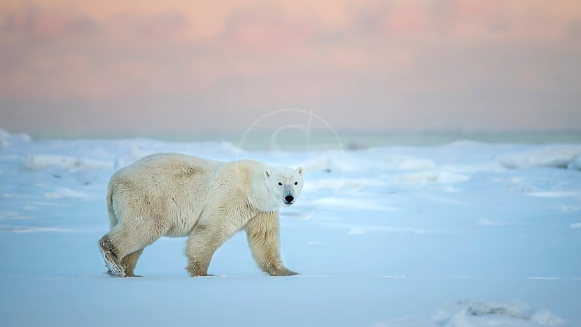 Seal River Heritage Lodge, Canada © Churchill Wild