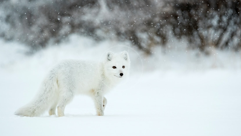 Seal River Heritage Lodge, Canada © Churchill Wild