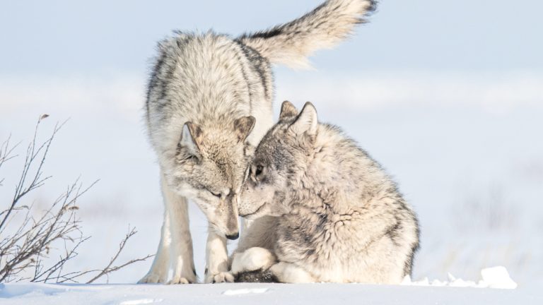 L&rsquo;appel du Loup des nuages