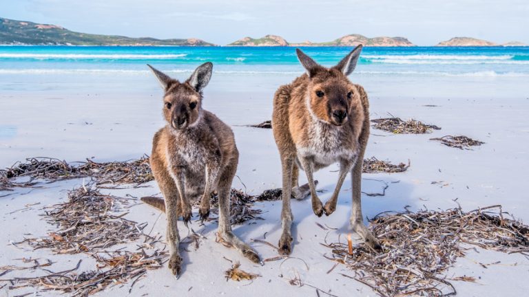 Kangaroo Island, when the phoenix rises from its ashes