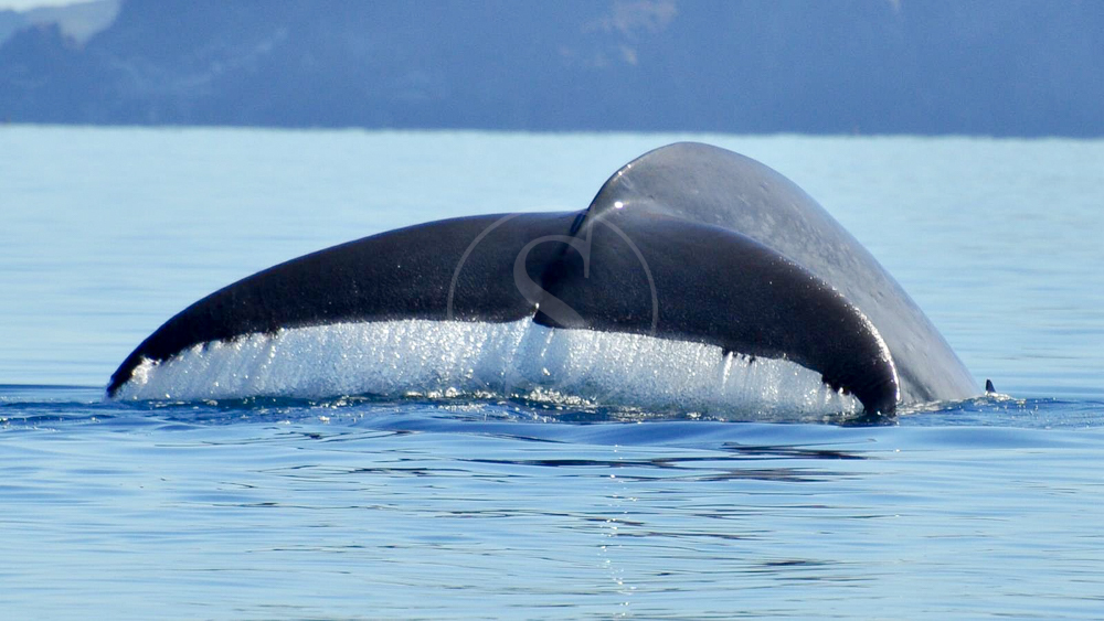 Whales in Baja California © Jean-Claude Arbonne
