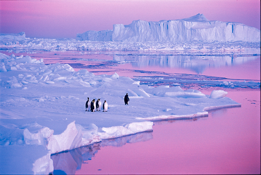 Emperor penguins in the Weddell Sea © Quark - Peter Guttman