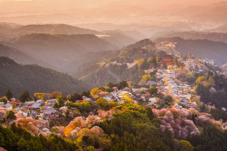Japan and its famous Sakura