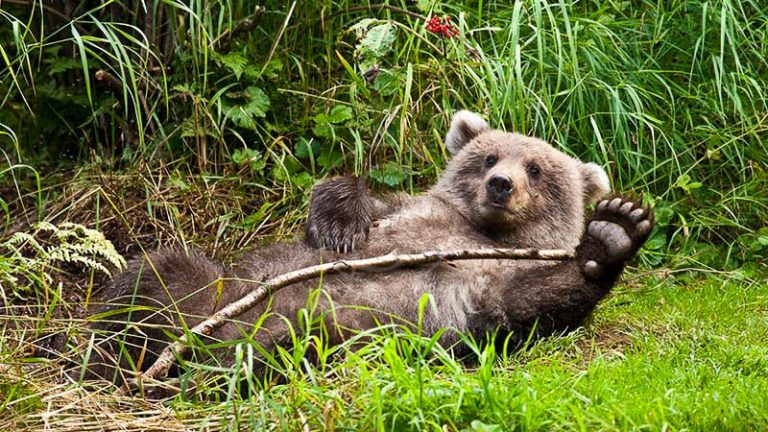 Brown Bears: Extraordinary Encounters in Alaska