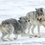 Les Loups des nuages, Canada © Jacques Serre Les Loups des nuages, Canada © Jacques Serre