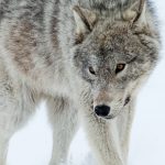 Les Loups des nuages, Canada © Jacques Serre Les Loups des nuages, Canada © Jacques Serre