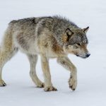 Les Loups des nuages, Canada © Jacques Serre Les Loups des nuages, Canada © Jacques Serre