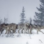 Les Loups des nuages, Canada © Jacques Serre Les Loups des nuages, Canada © Jacques Serre