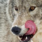 Les Loups des nuages, Canada © Jacques Serre Les Loups des nuages, Canada © Jacques Serre
