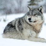 Les Loups des nuages, Canada © Jacques Serre Les Loups des nuages, Canada © Jacques Serre