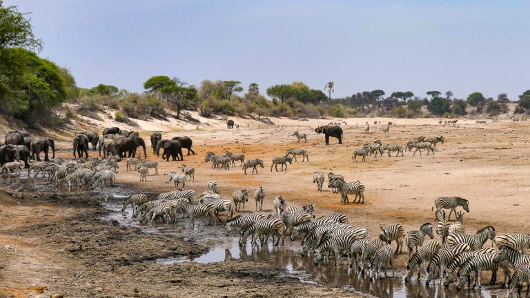 Savuti, Linyanti, Okavango… là où chaque souffle raconte l’Afrique