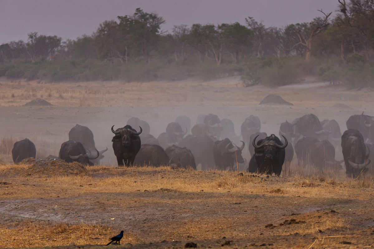 Botswana, safari dans l'Okavango © Etendues Sauvages