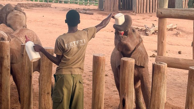 Kenya: an unforgettable encounter with the elephants of Reteti