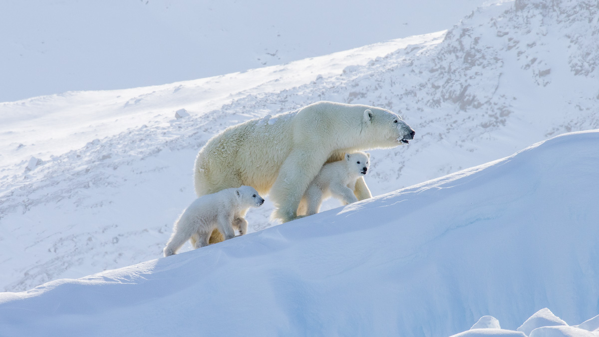 Expédition sur la Terre de Baffin © AK - Dave Briggs