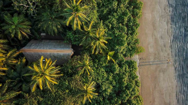 La forêt primaire plonge dans le Pacifique