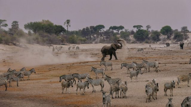 Botswana Ad Gomoti 022