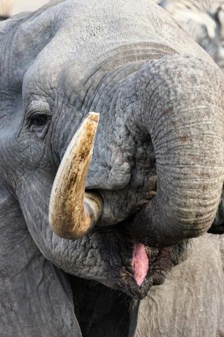Botswana Ad Gomoti 023