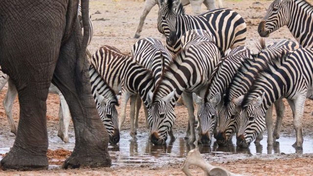 Botswana Ad Makgadikgadi 004